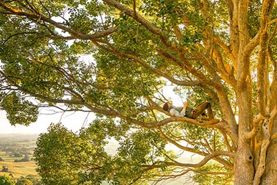 Relaxing on a tree